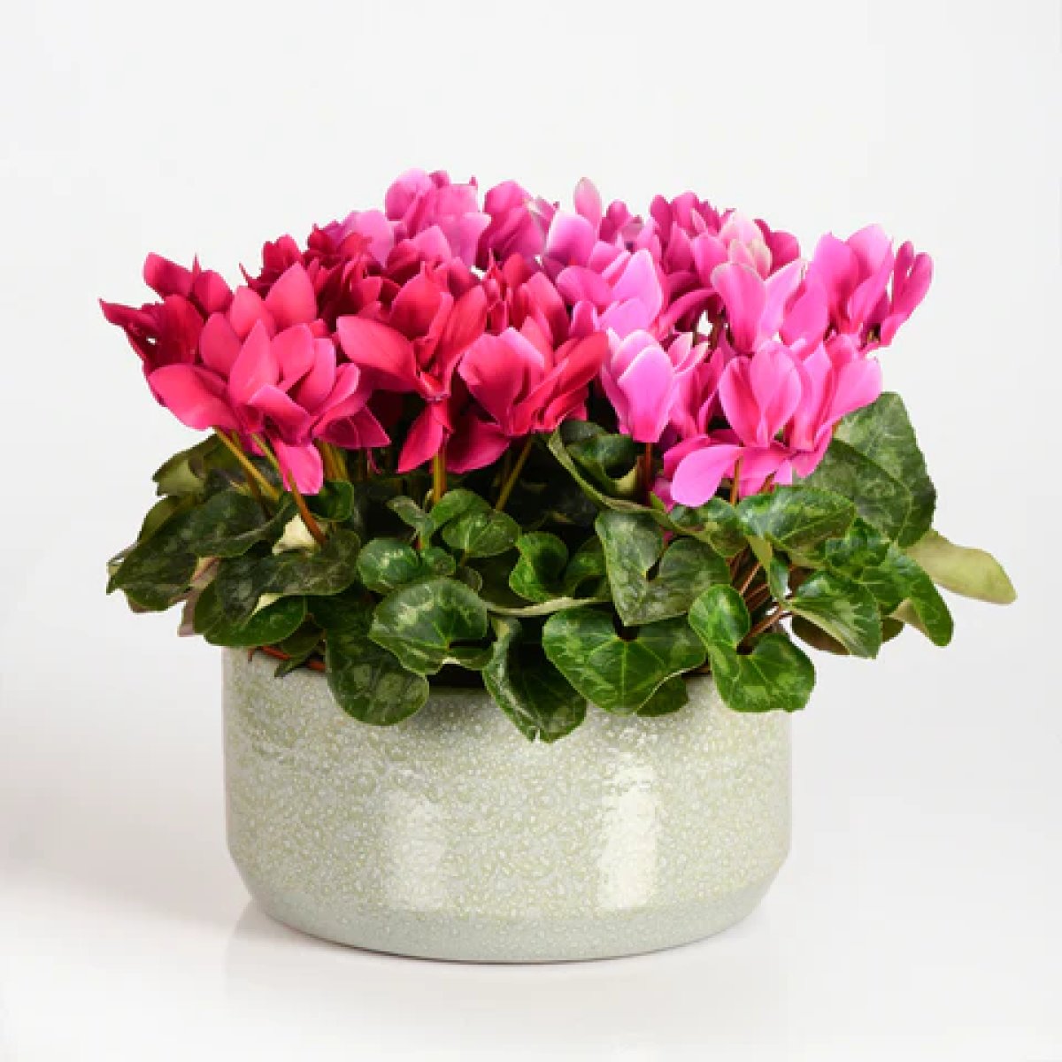 Ornamental Plants