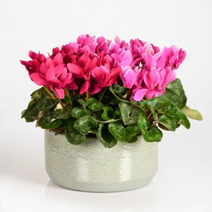 Ornamental Plants