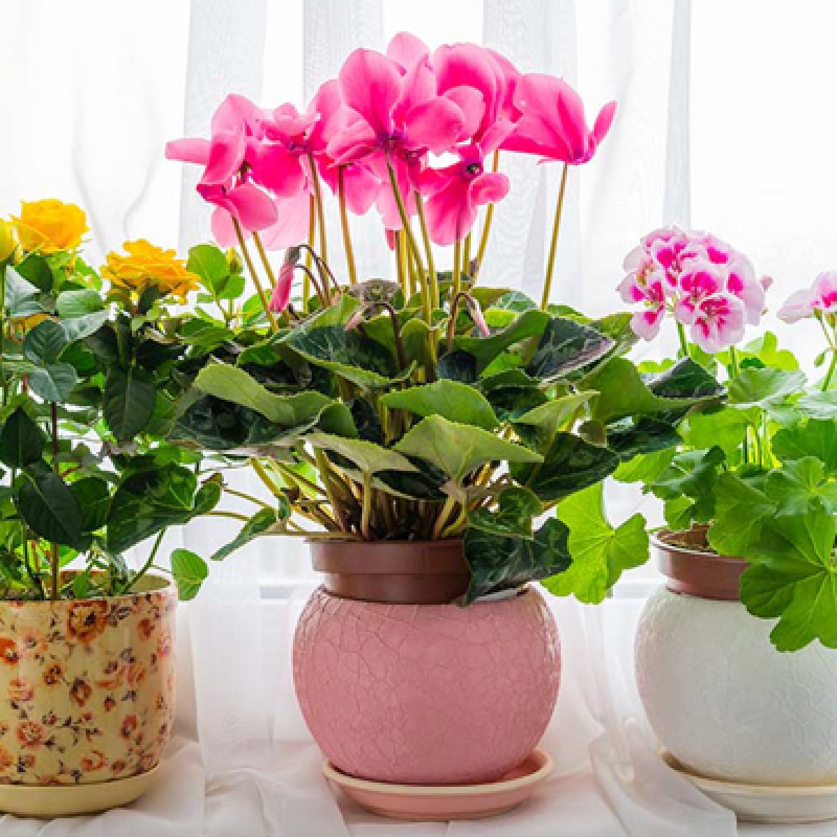 Ornamental Plants