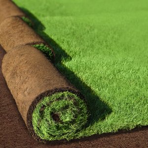 Lawn Grass