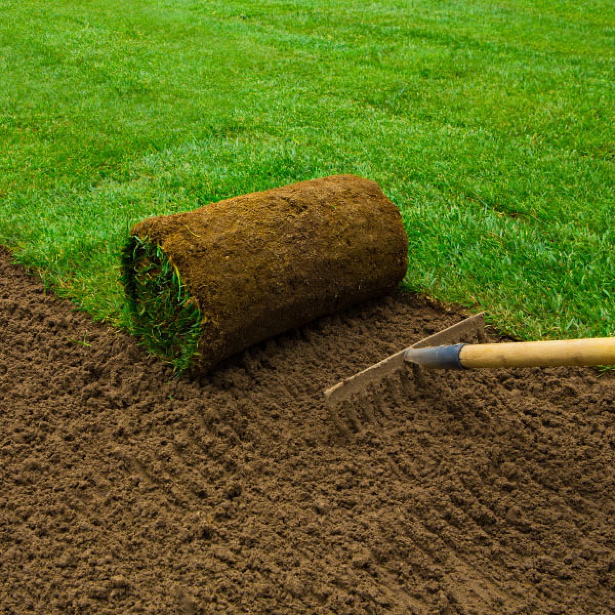 Lawn Grass