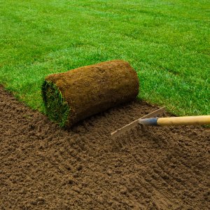 Lawn Grass