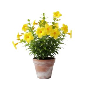Flower plants