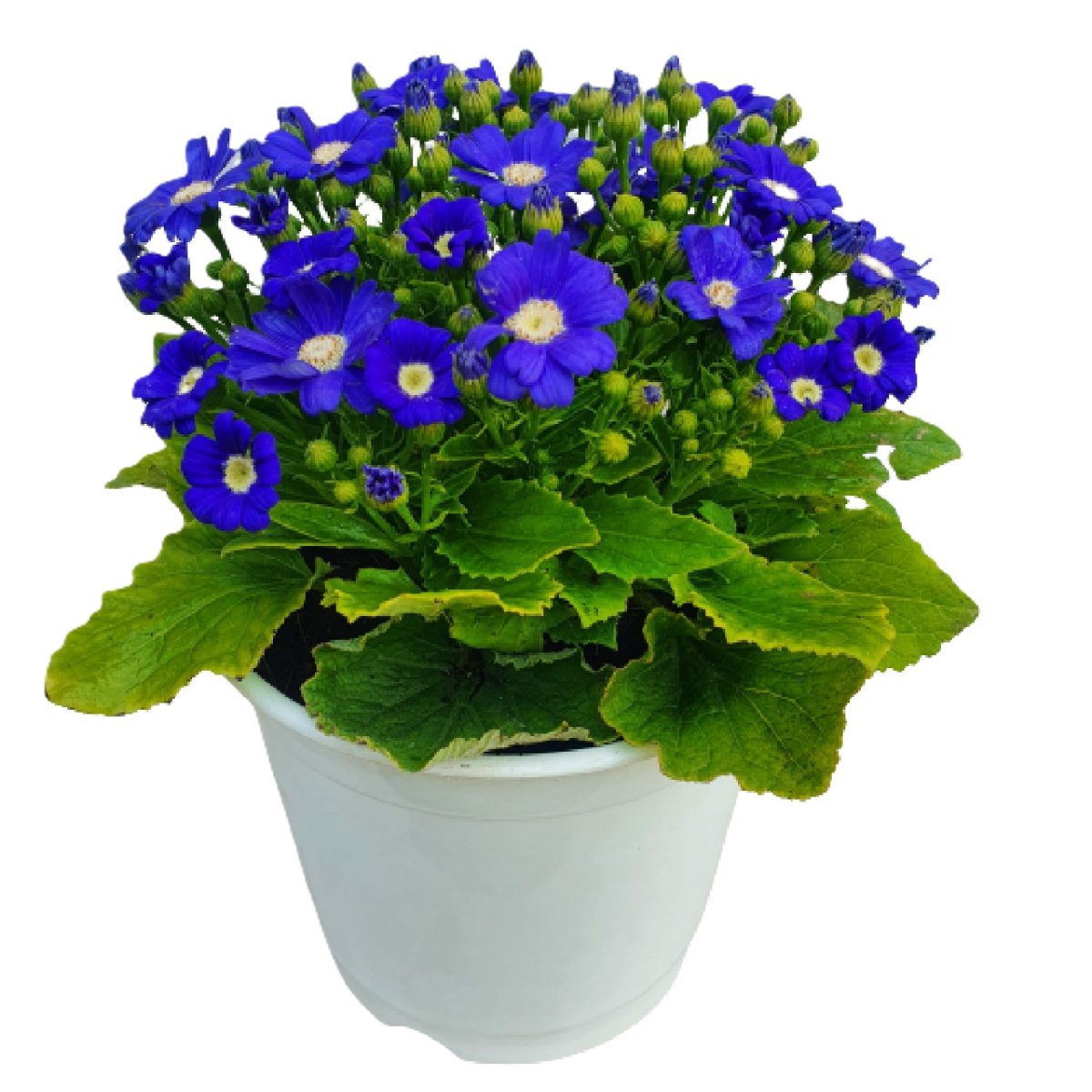 Flower plants