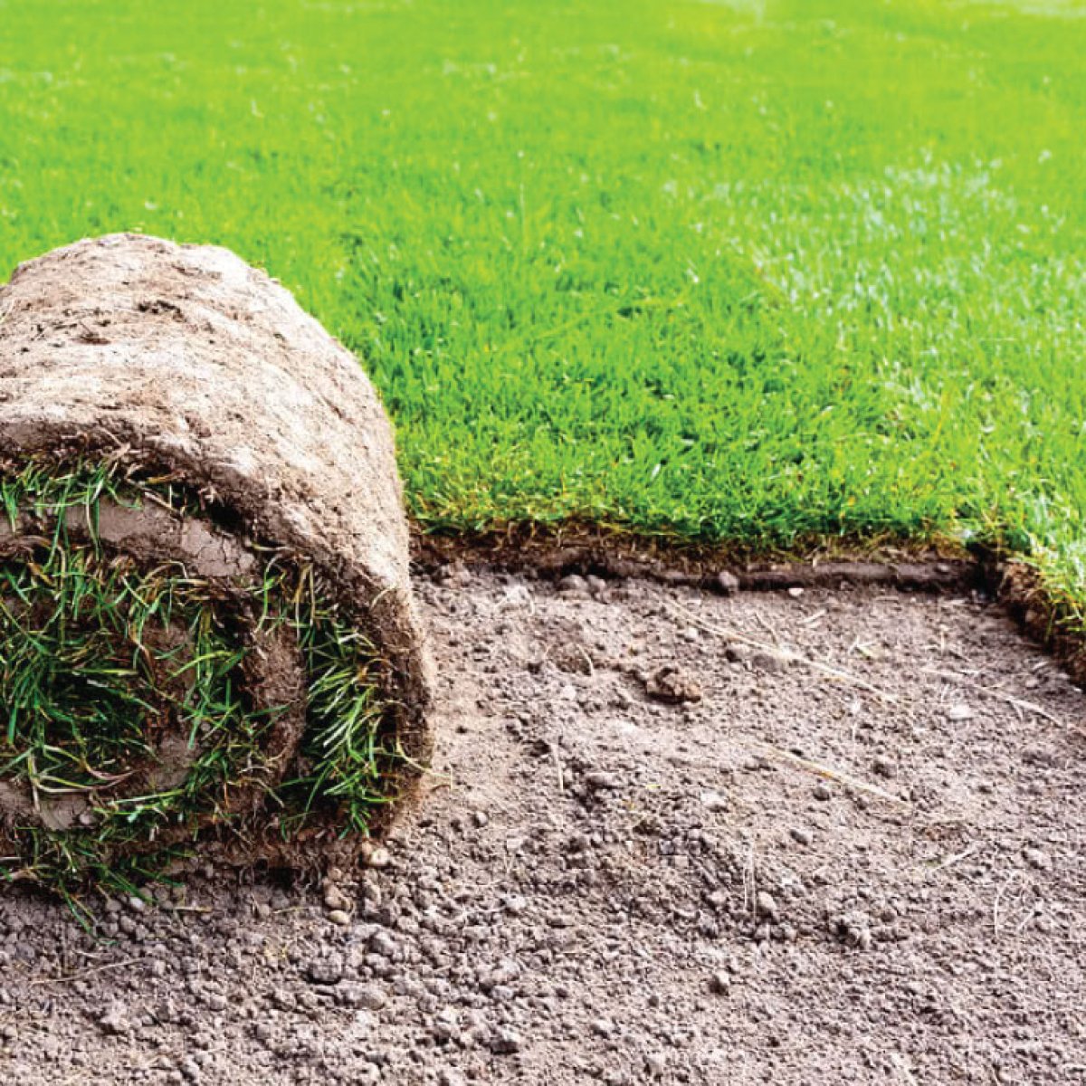 Lawn Grass